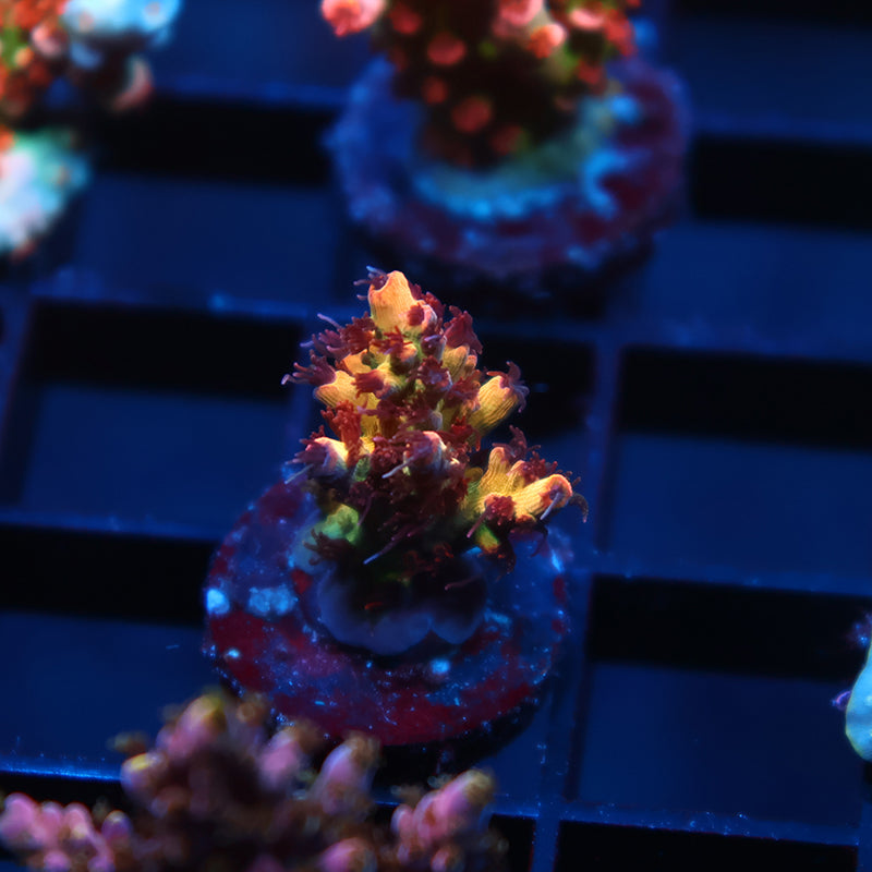 Tyree OG Pink Lemonade