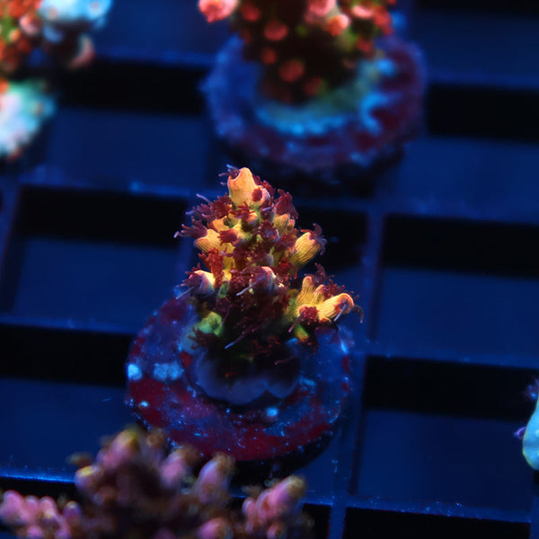 Tyree OG Pink Lemonade