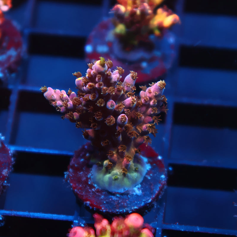 TCK Birthday Cake Acro