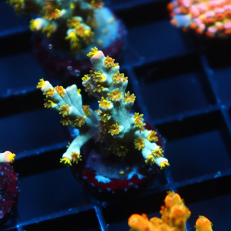 TCK Rainbow Unicorn Speciosa