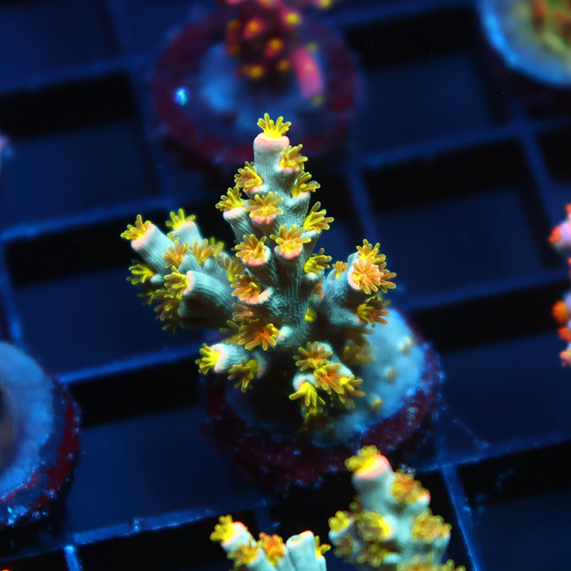 TCK Rainbow Unicorn Speciosa