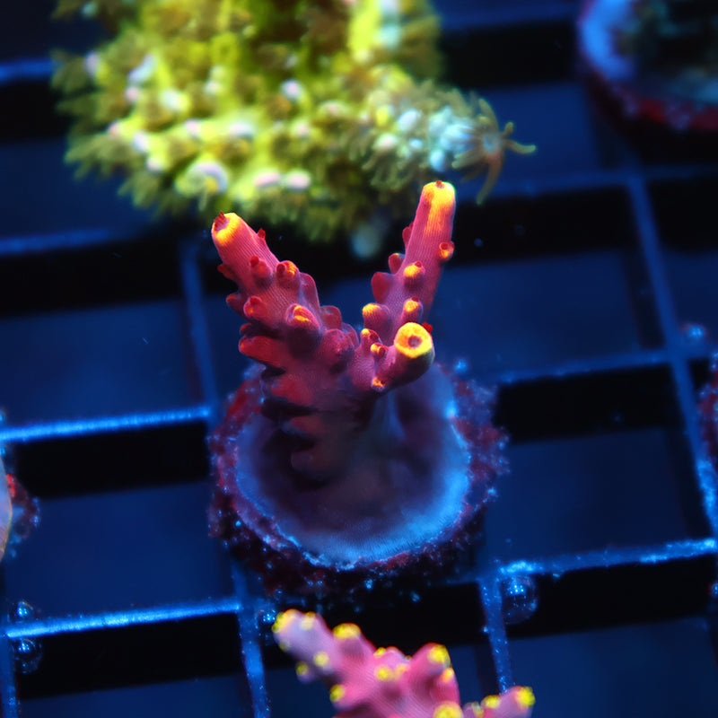 JF Fox Flame