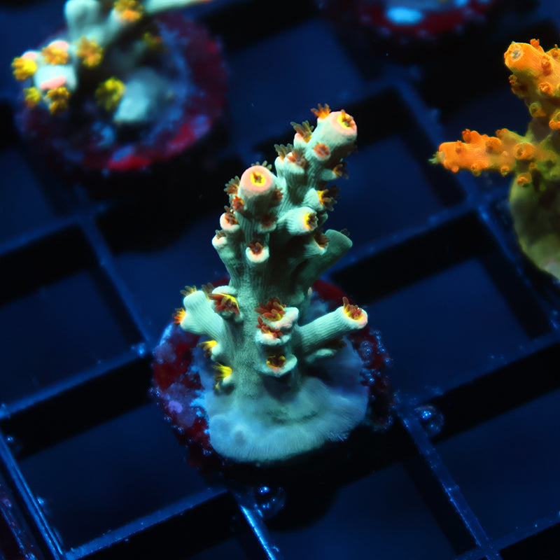 TCK Sour Skittles Speciosa