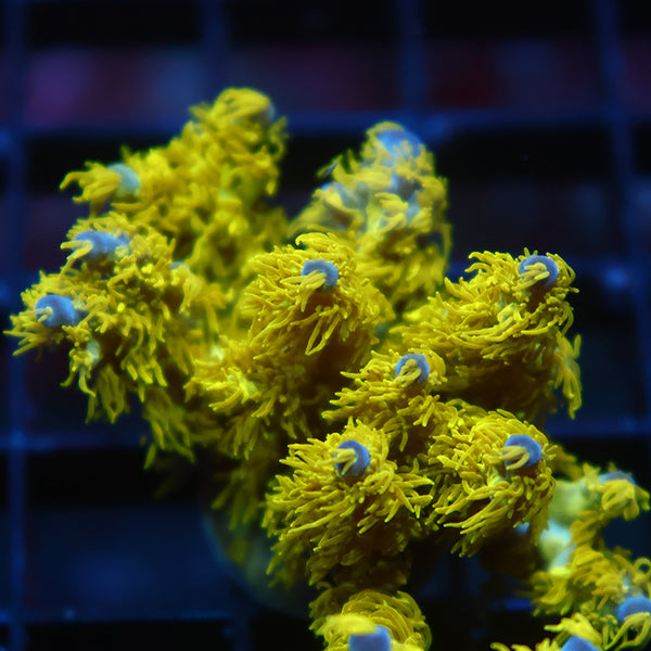 Lg RRC Marvin the Martian