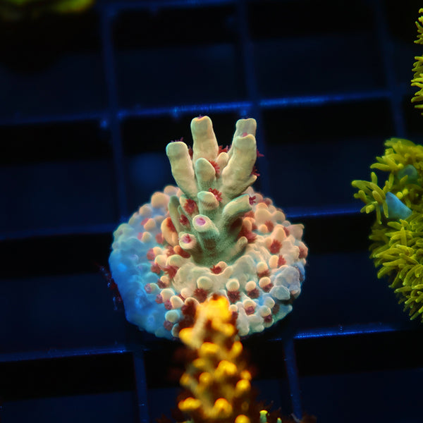 BK Chem Creme de la Creme