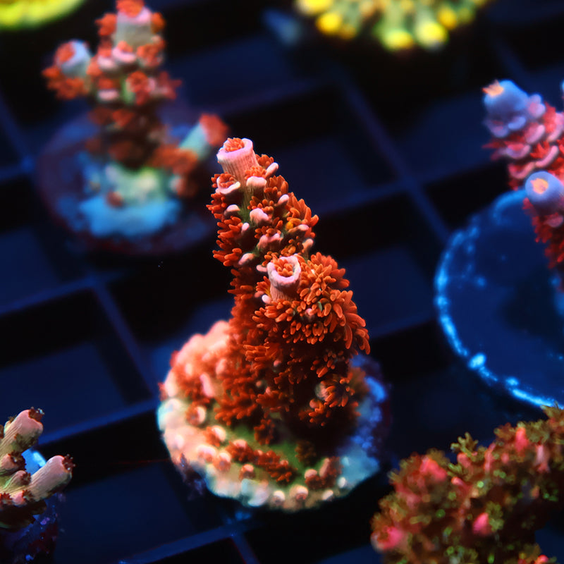 TCK Cherry Bombs Tenuis