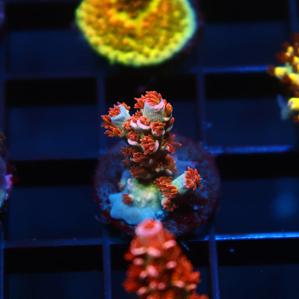 TCK Gamechanger Tenuis