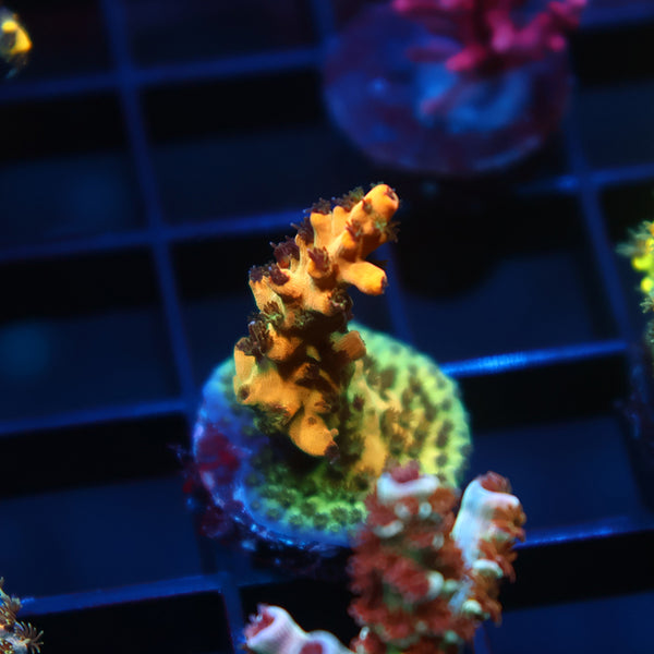 Tyree OG Pink Lemonade