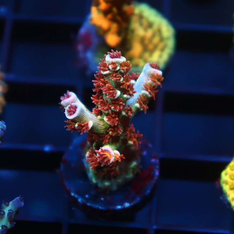 TCK Pink Fire Tenuis