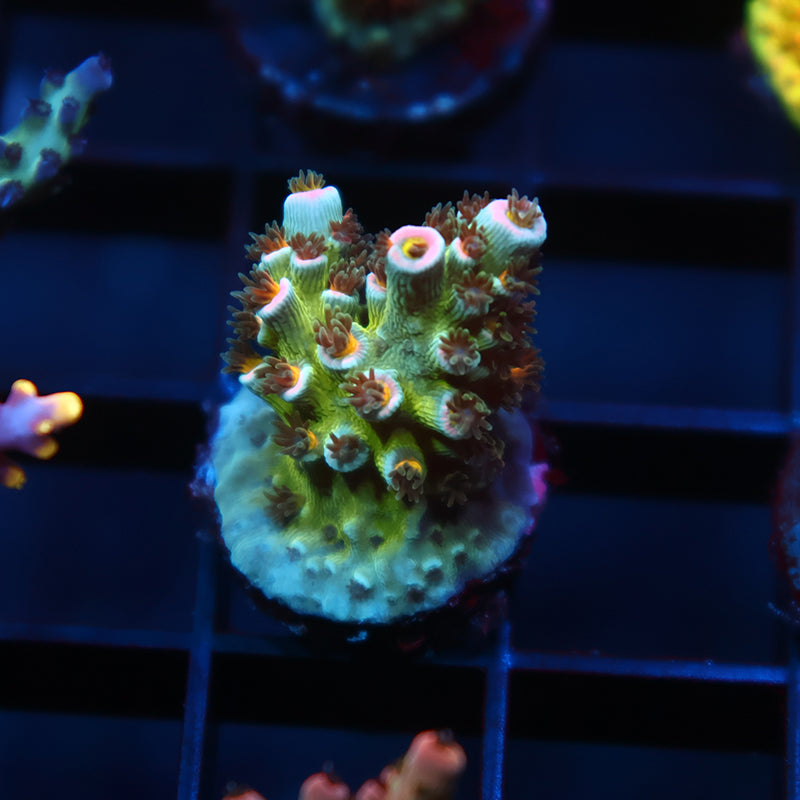 TCK Sweet Candy Tenuis