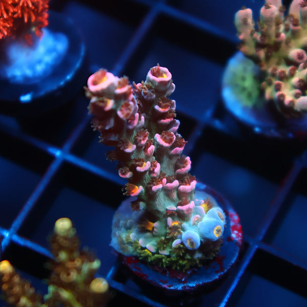 TCK Devastator Tenuis