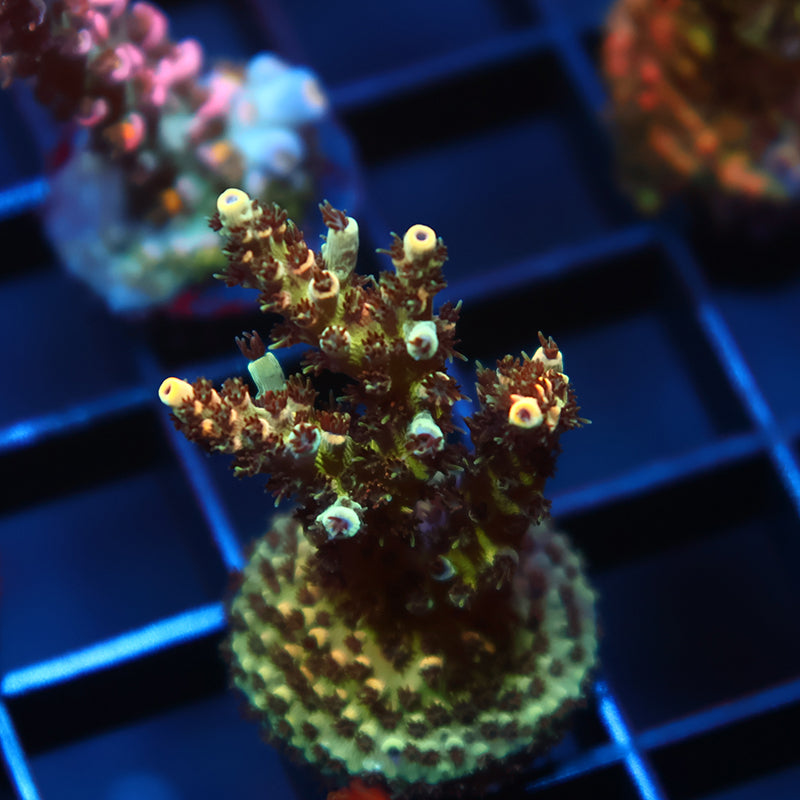 TCK Ultimate Yellow Table