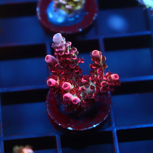 WWC Man of Steel Table