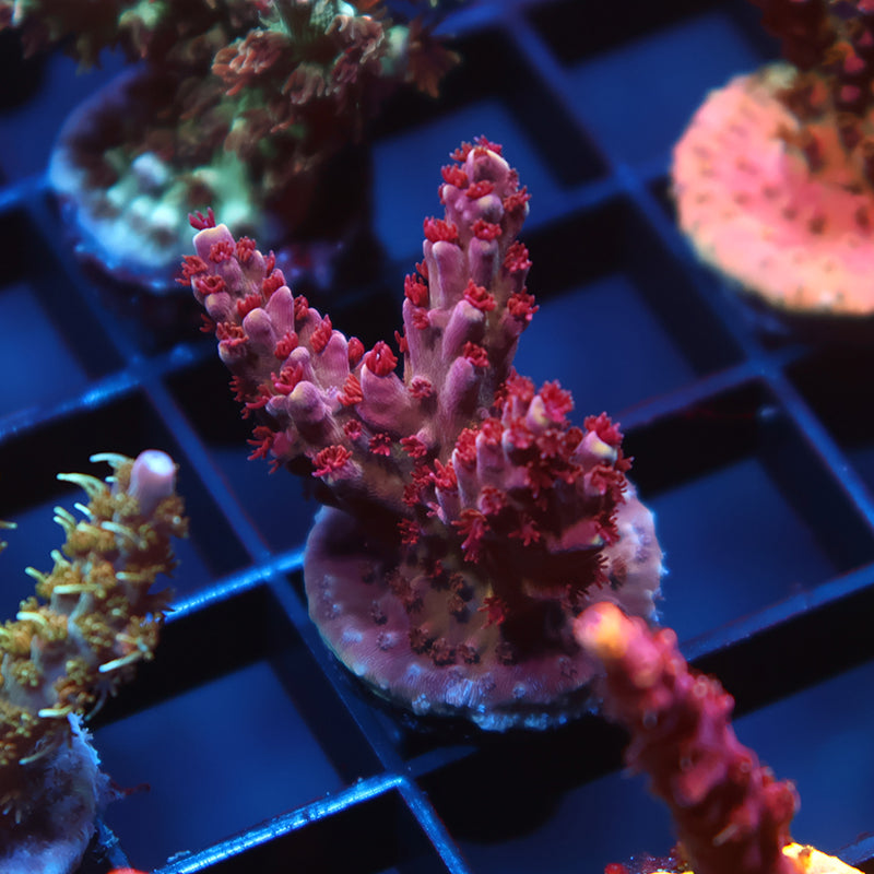 Sanjay's Grape Concord