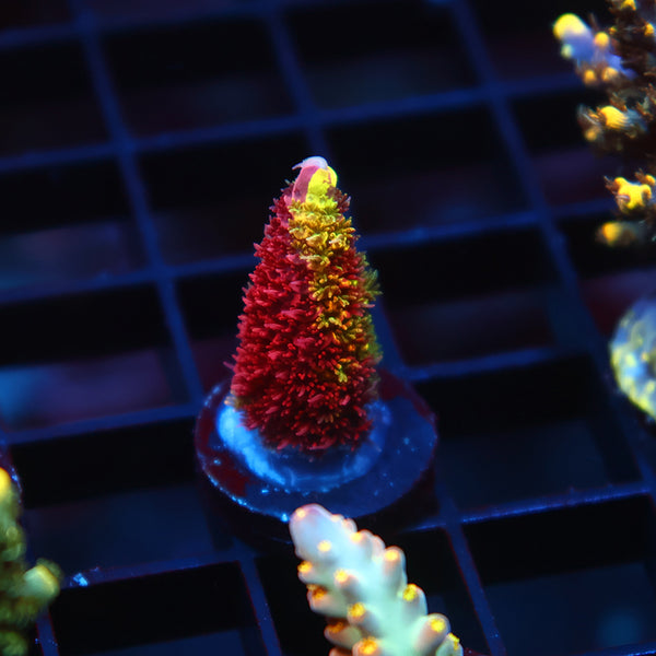 Insane RRC Rainbow Splice