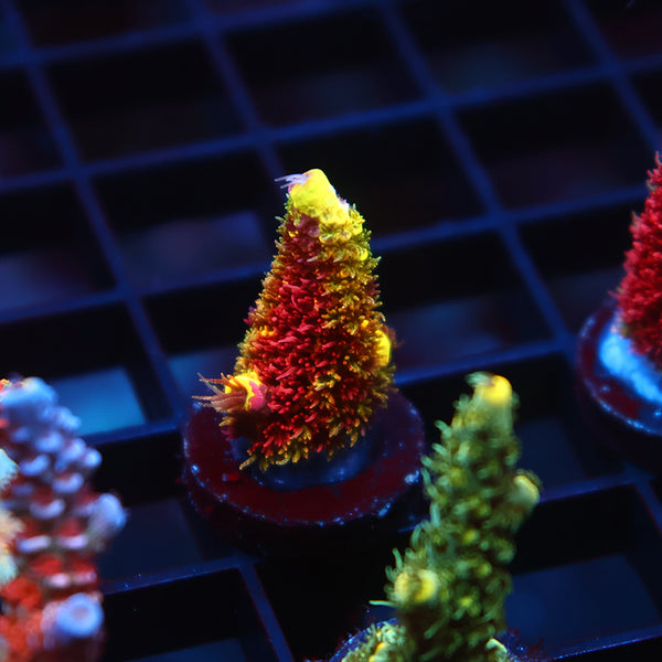 Insane RRC Rainbow Splice