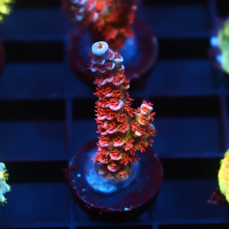 New Release TCK Fiery Fluffball Tenuis