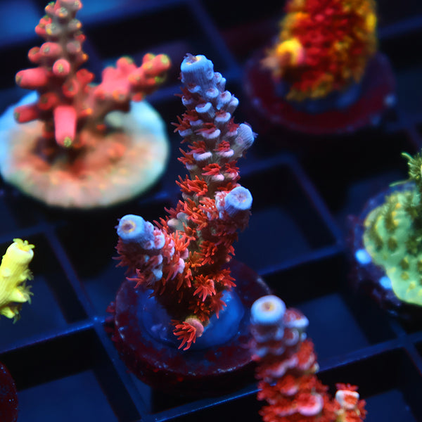 New Release TCK Fiery Fluffball Tenuis