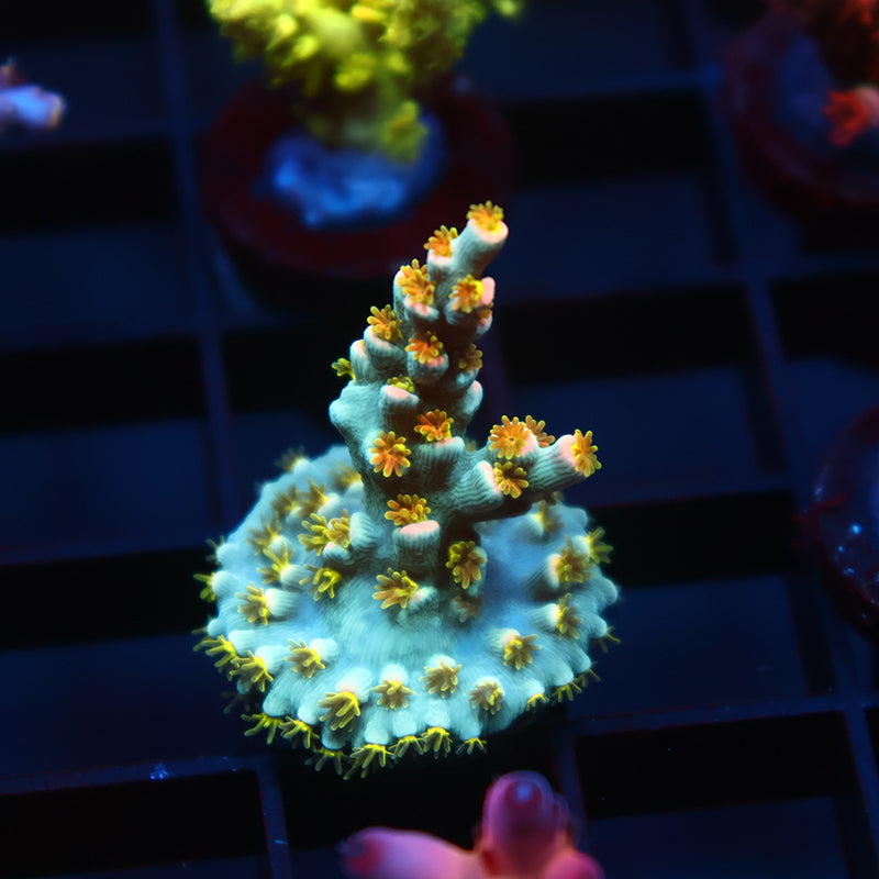 TCK Rainbow Unicorn Speciosa