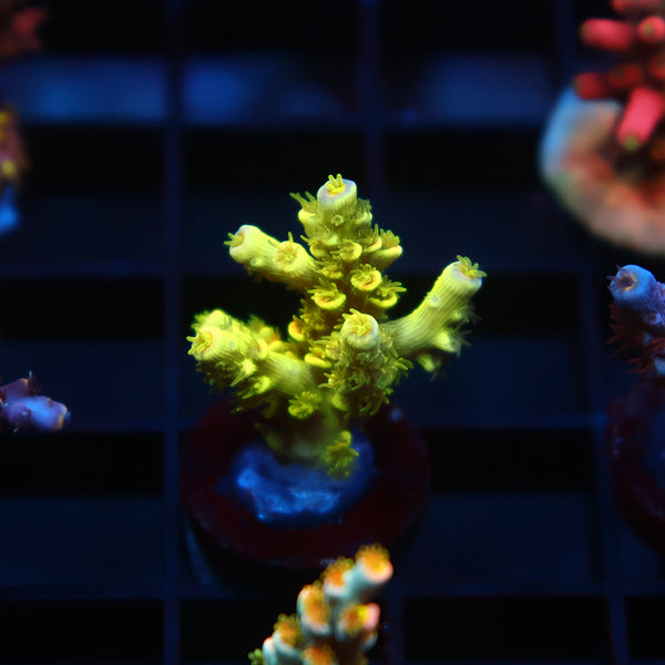 WWC Cash Me Outside Tenuis