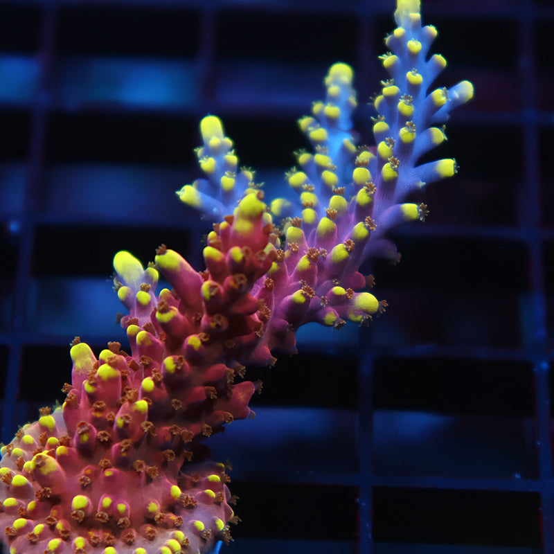 Lg TCK New Dragon Acro