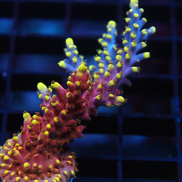 Lg TCK New Dragon Acro