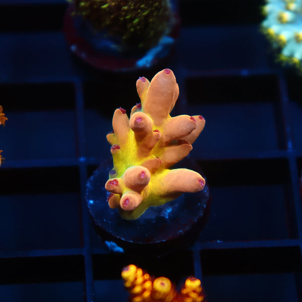 TCK Rainbow Meltdown