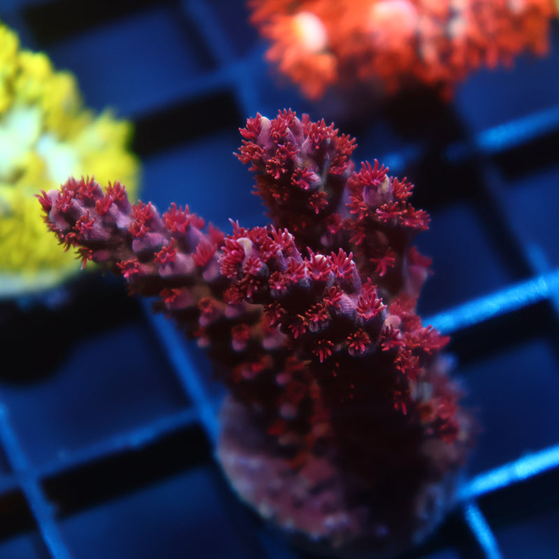 Sanjay's Grape Concord