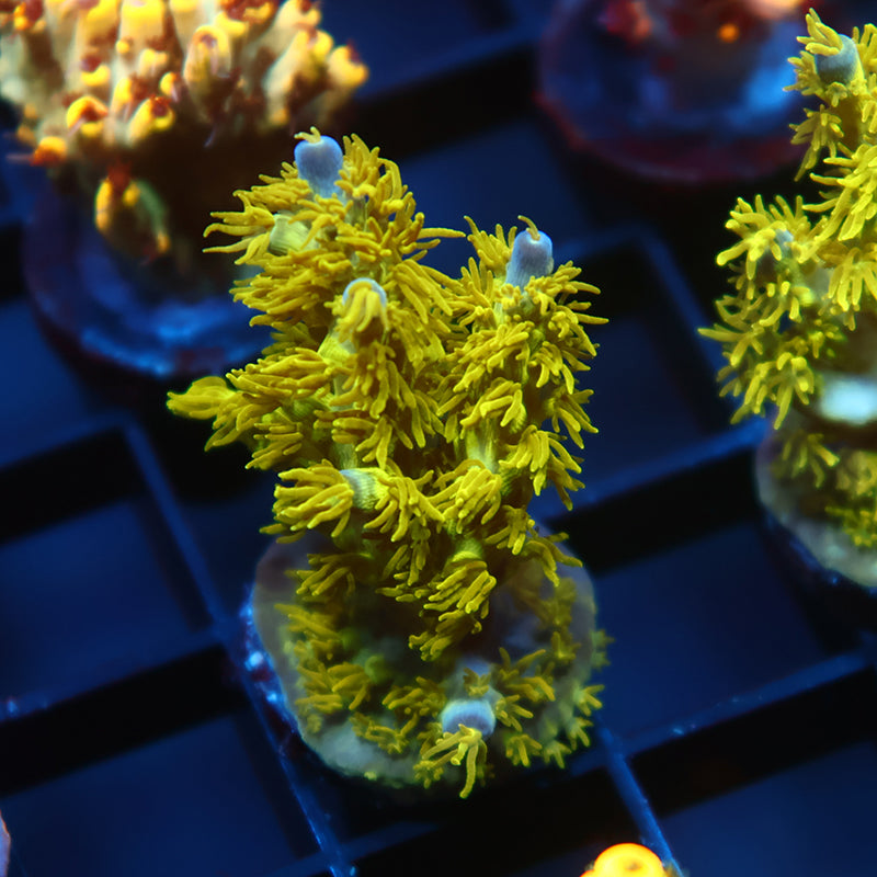 RRC Marvin the Martian