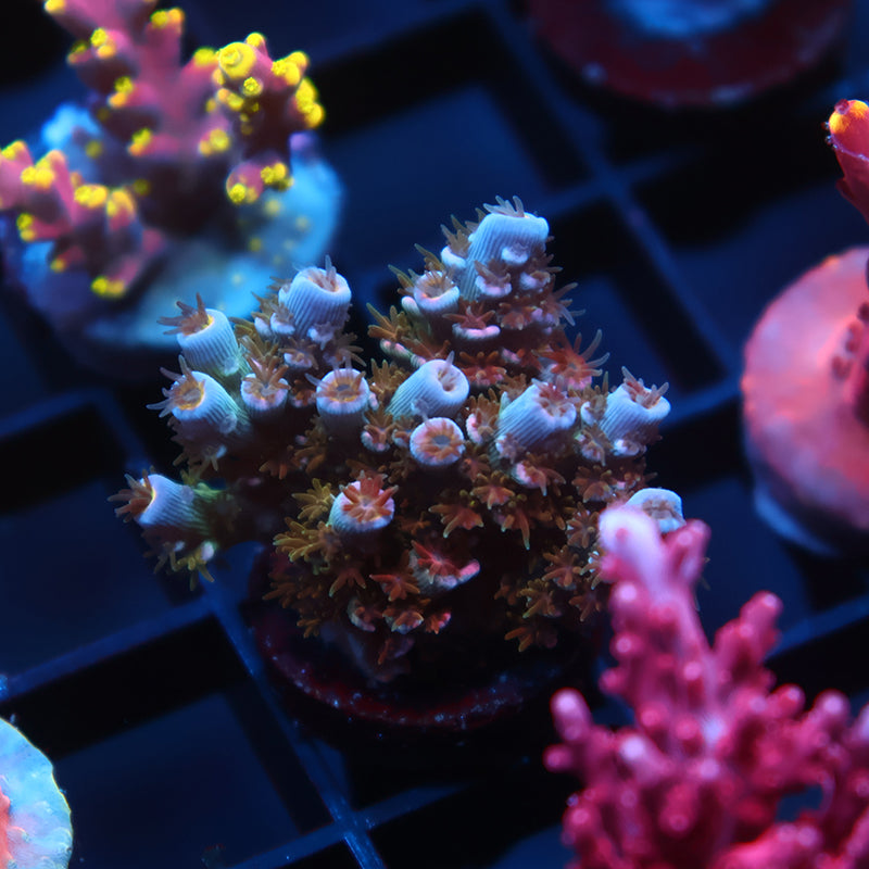 TCK Devastator Tenuis