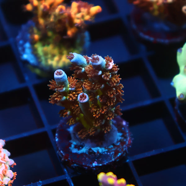 TCK Troll Hair Tenuis