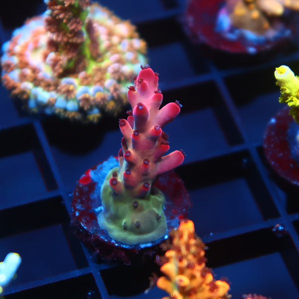 TCK Poisonberry Granulosa