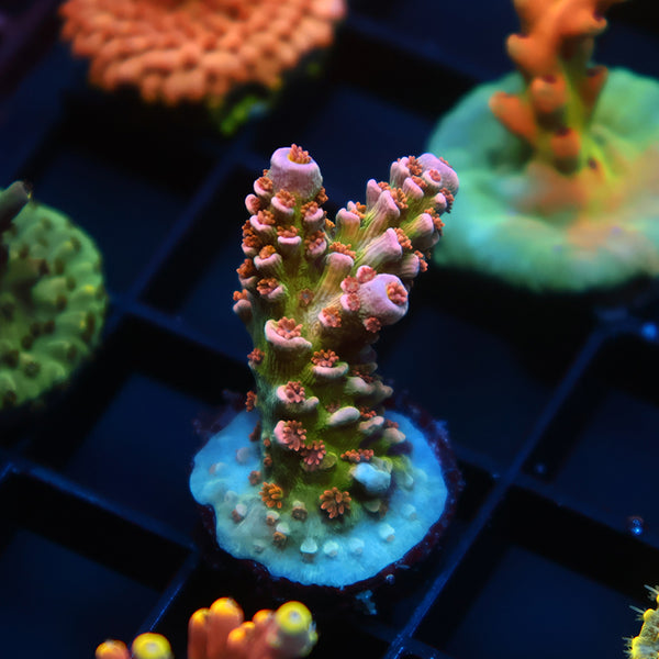 TCK Rainbow Monster Tenuis