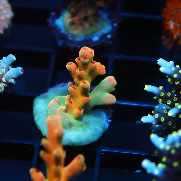 TCK Rainbow Meltdown