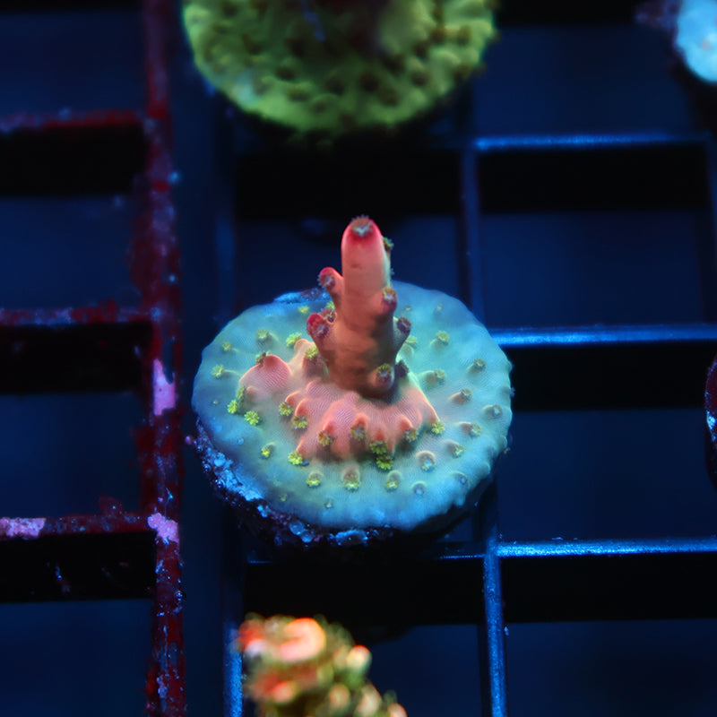 TCK Poisonberry Granulosa