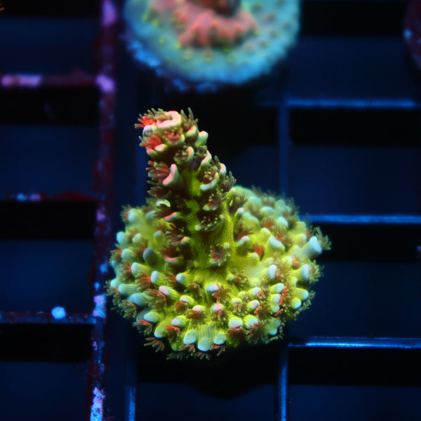 TCK Ultimate Pink Highlighter Tenuis