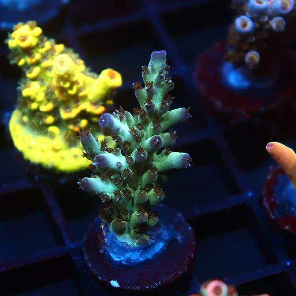 TCK Purple Tips Singapore Acro