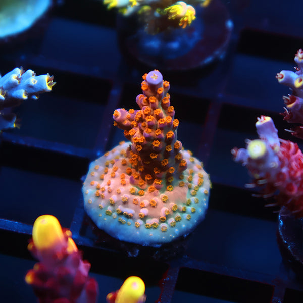 Tyree Merlin's Staff