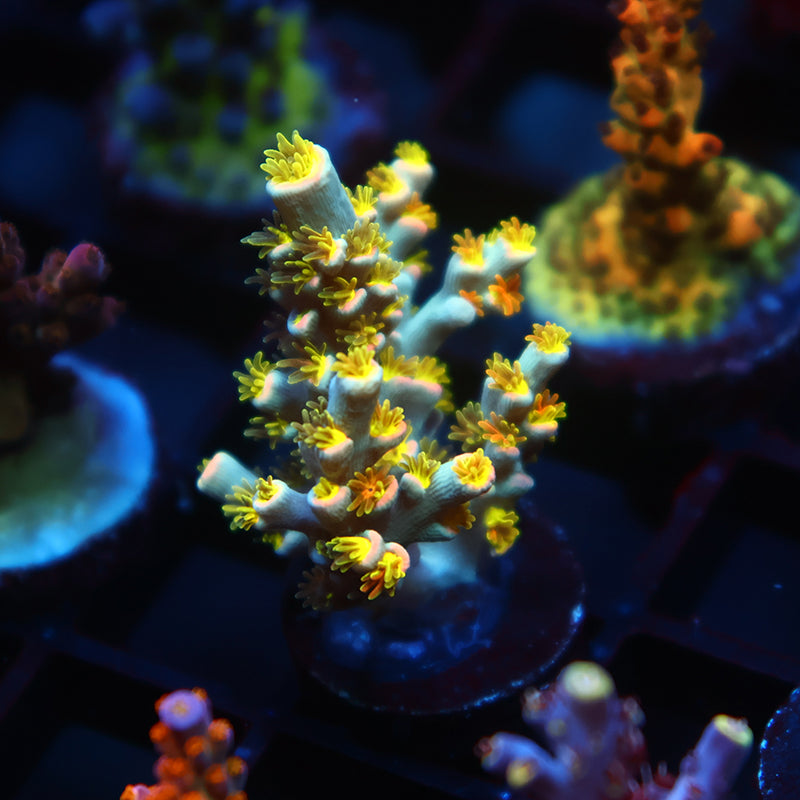 TCK Rainbow Unicorn Speciosa