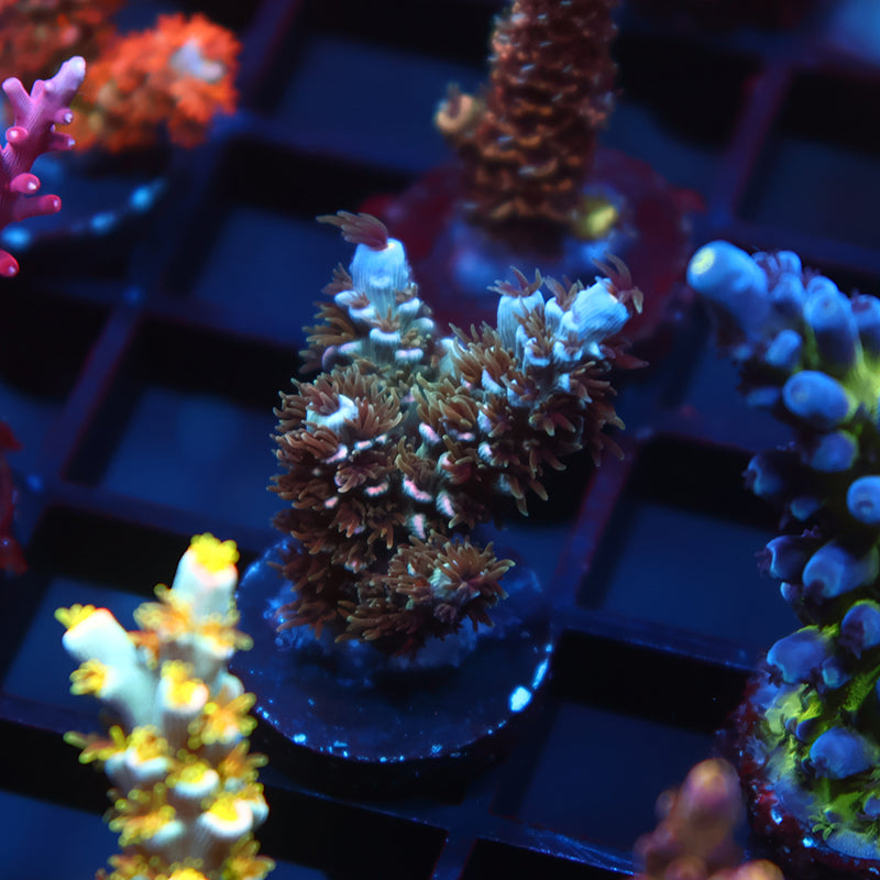 TCK Blue Avalanche Tenuis