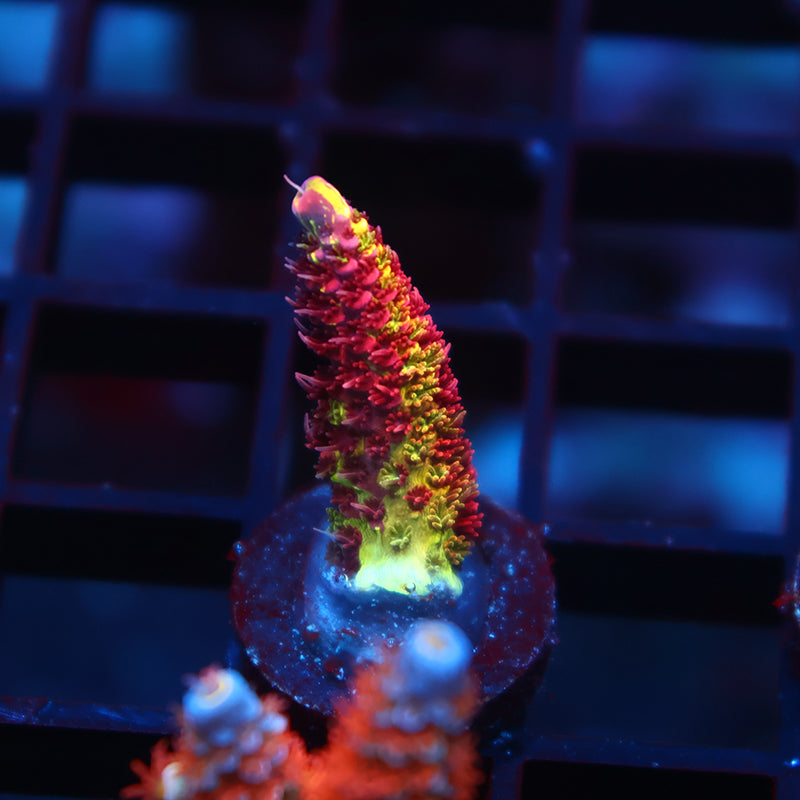 Insane RRC Rainbow Splice