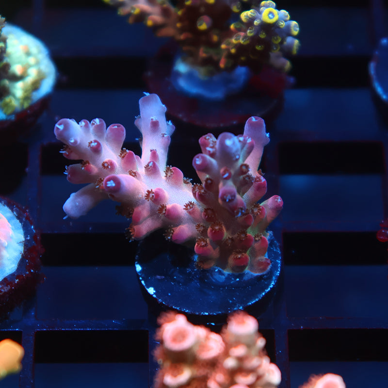 TCK Pink Granulosa