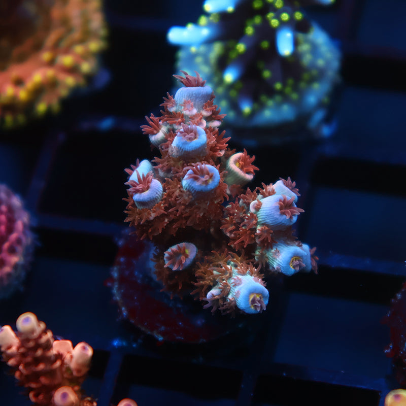 TCK Popcorn Polyps Tenuis