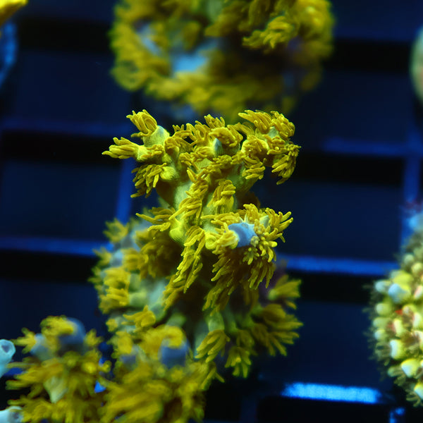 RRC Marvin the Martian