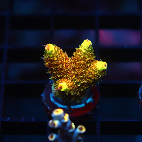 RRC Rainbow Splice Green Side