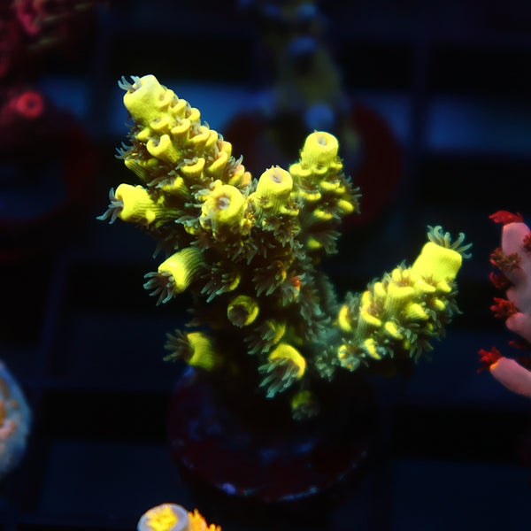 TCK Solar Beam Tenuis