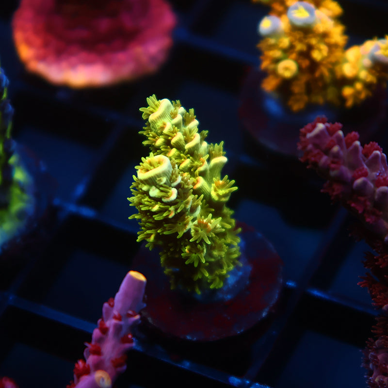 TCK Pineapple Express Tenuis