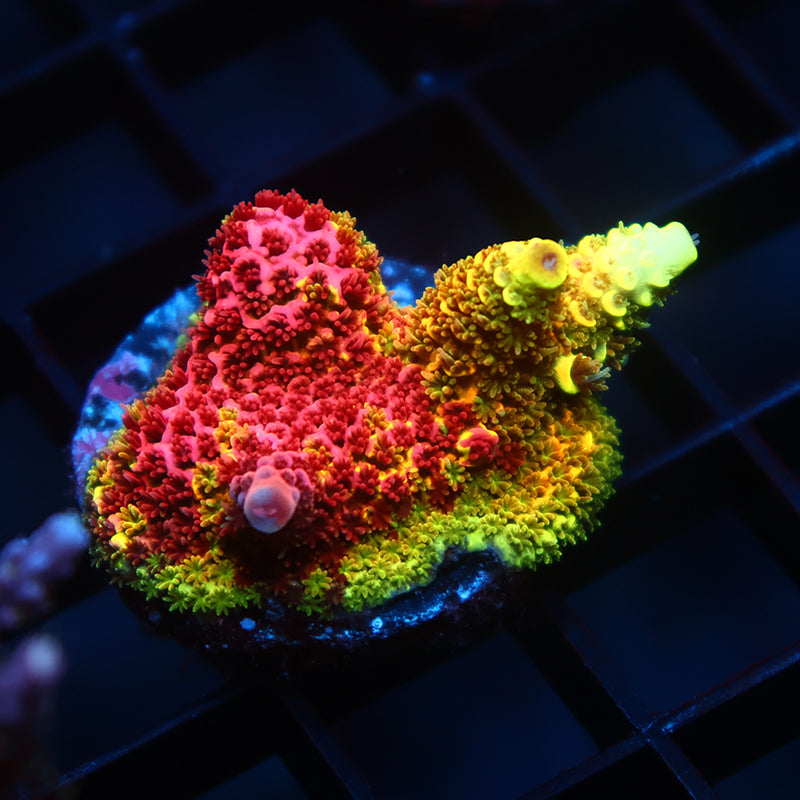 Insane RRC Rainbow Splice Chunk