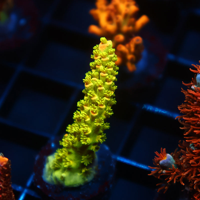 TCK Pineapple Express Tenuis