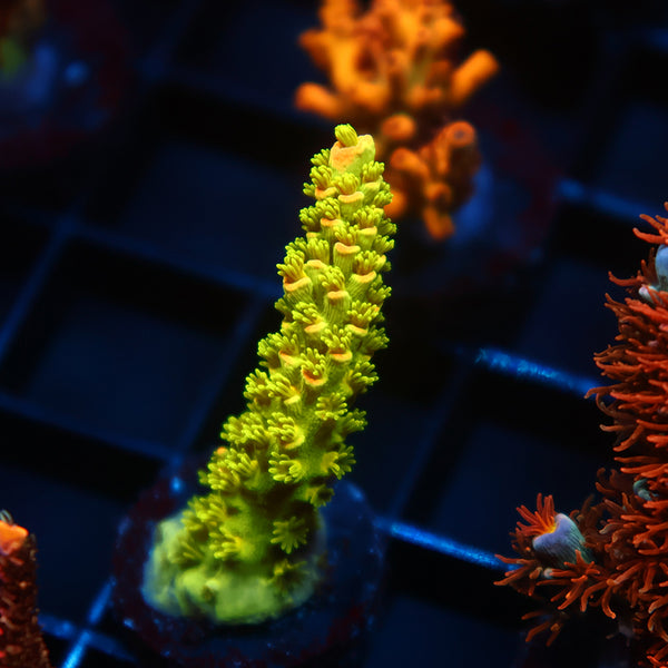 TCK Pineapple Express Tenuis